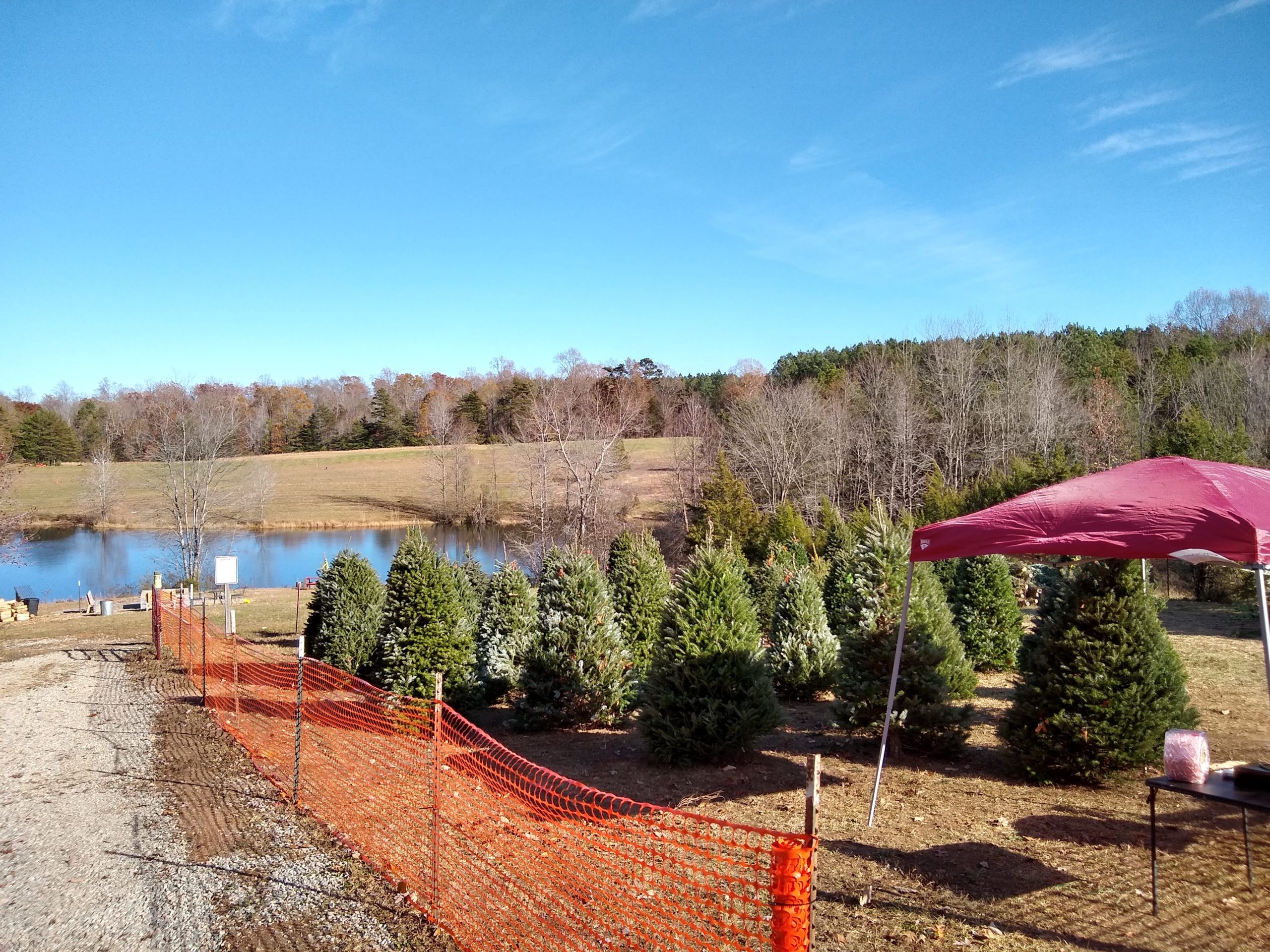 What To Know About Setting Up A Christmas Tree Lot Woods Tree Farm