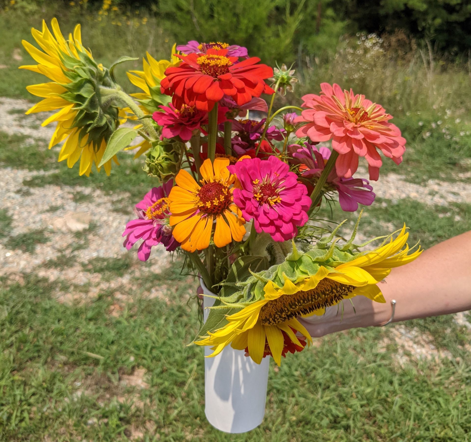 sunflower-festival-near-richmond-woods-tree-farm