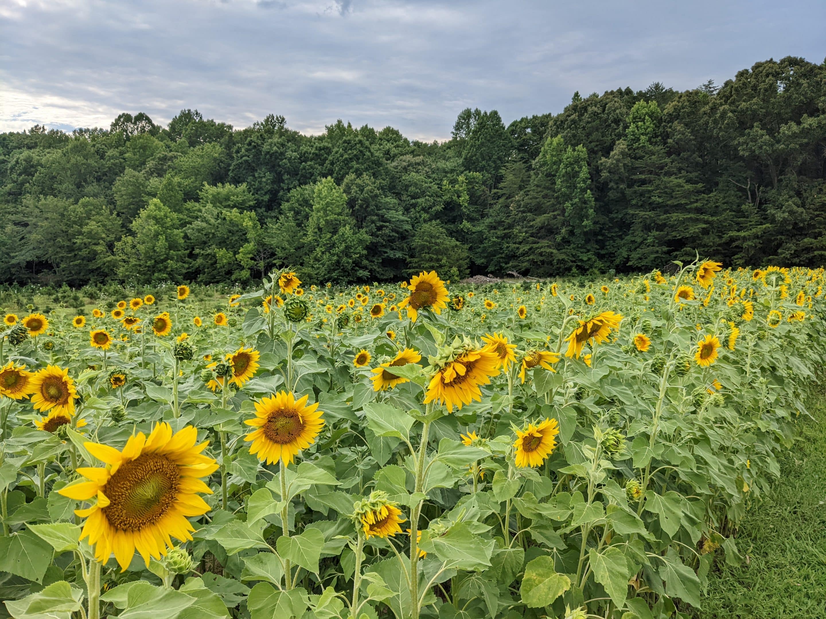 Sunflower Fields Near Richmond VA (2024 info) Woods Tree Farm