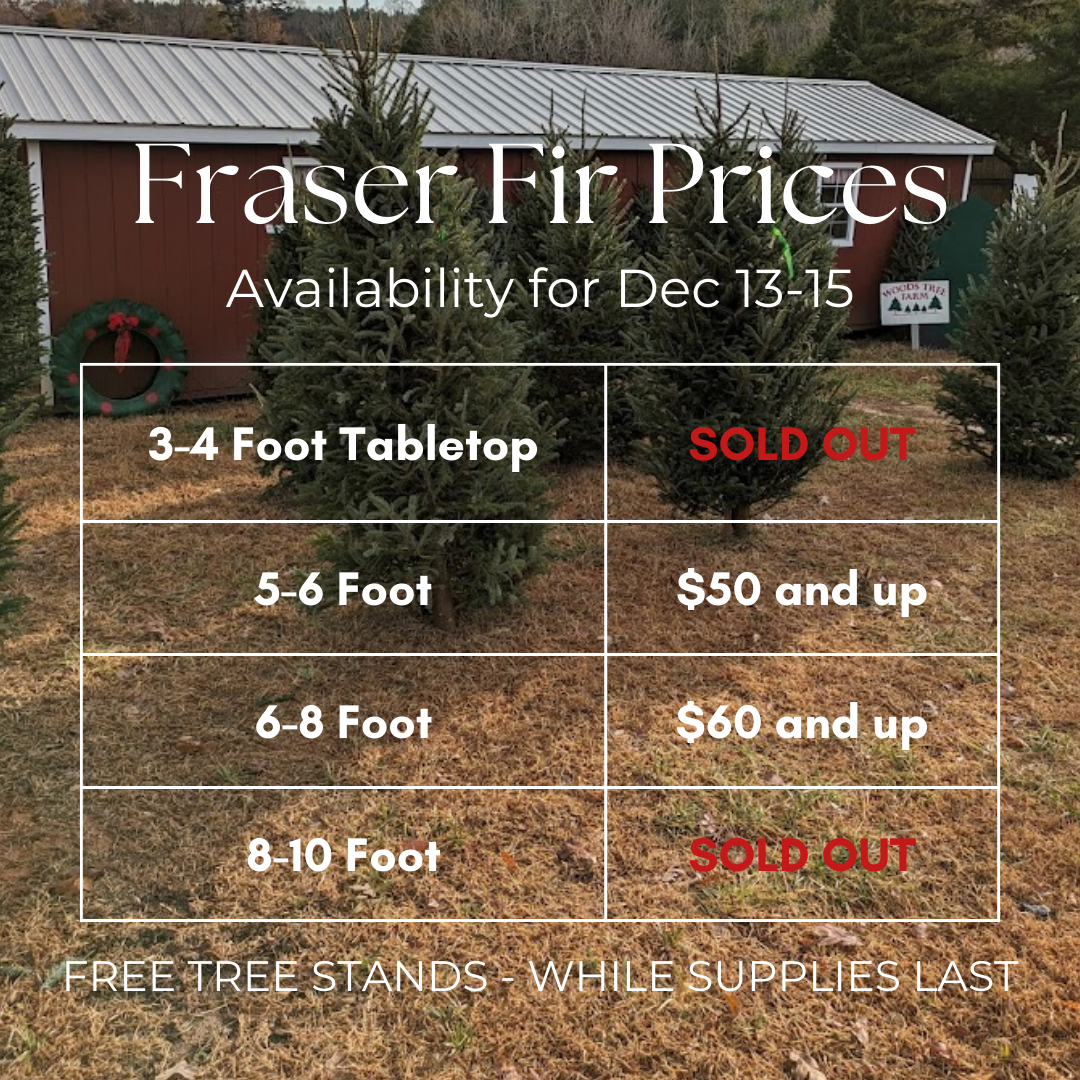 fraser fir prices