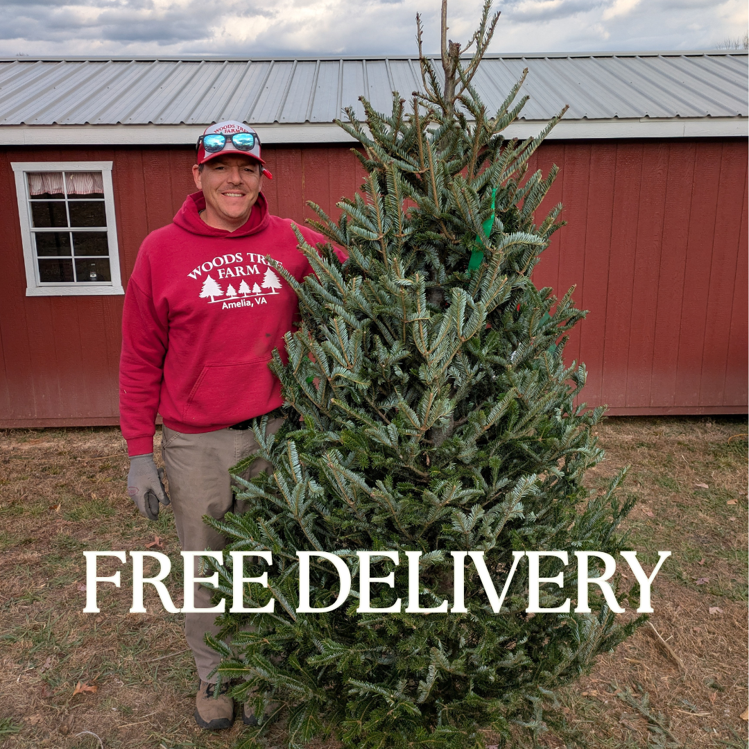 christmas tree with free delivery